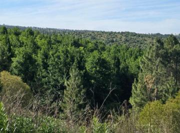 Terreno , Intiyaco · Fracción 33 Hectáreas con 13ha de Robles y Pinos Eliotis