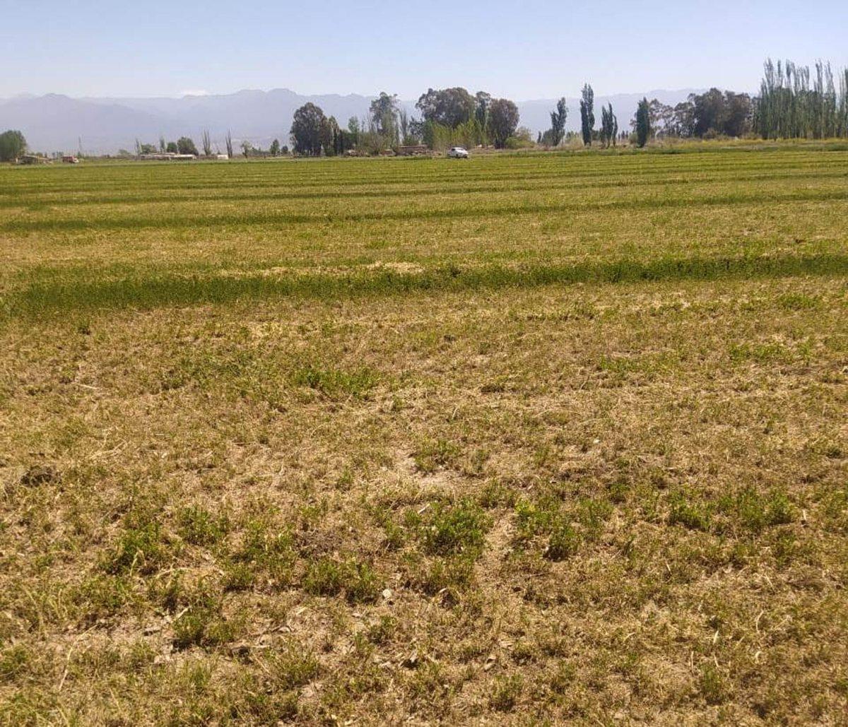 San Esteban S/n S/N, El Pastal, Mendoza