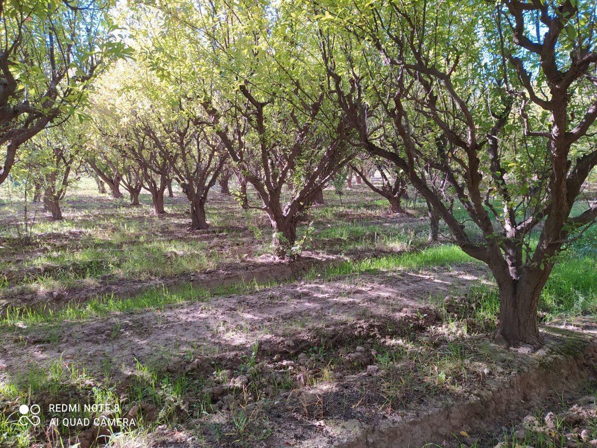 Nuñez S/n S/N, Lavalle, Mendoza