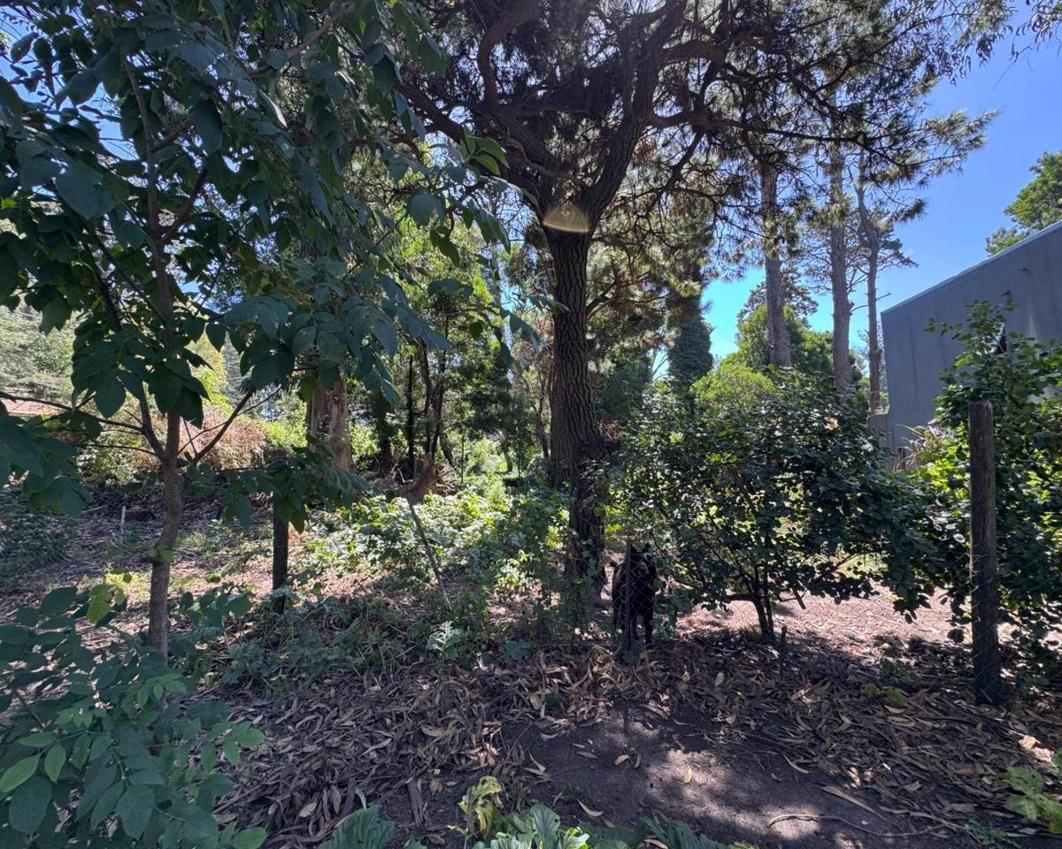 Esquina de Namuncurá y Carolla, Bosque Peralta Ramos, Mar del Plata