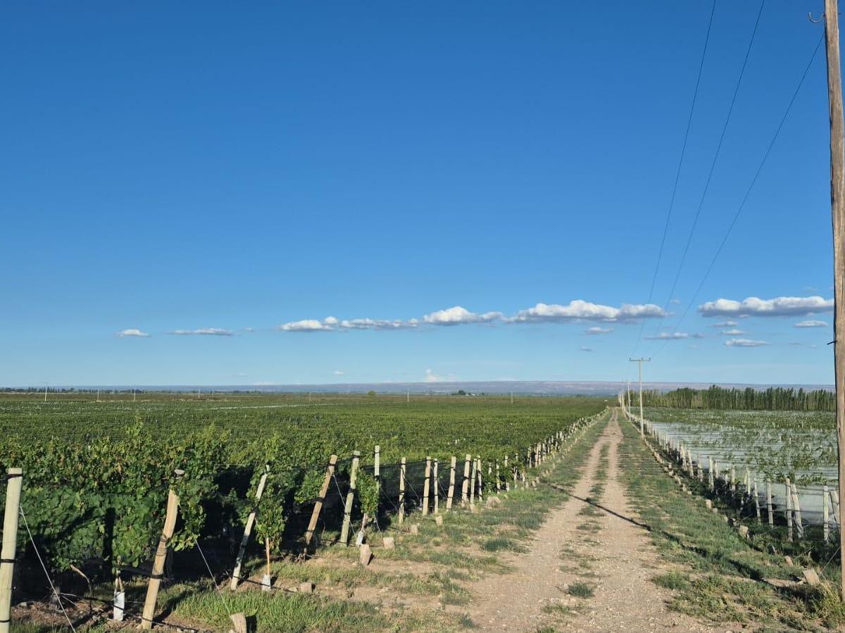 Alta Mira 15, San Carlos, Mendoza