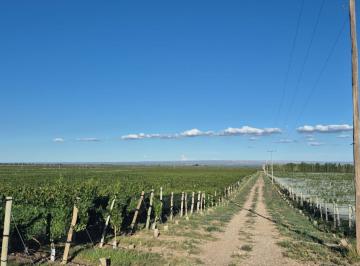 Campo · 120ha · 3 Ambientes · Finca de Altura Vid 40 Ha en Altamira San Carlos Medoza