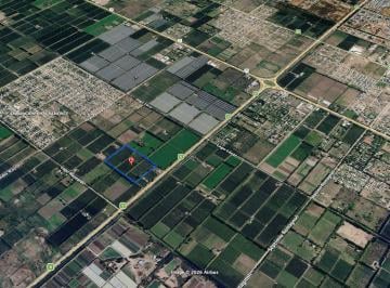 Campo , General Roca · Venta Chacra 9,31 Hectáreas, en Producción, Variedad de Peras.