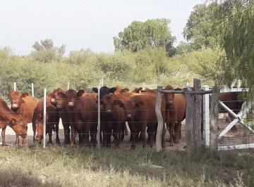Campo · 7200ha · Venta Campo Ganadero 7200ha Mza. Apto Pistachio