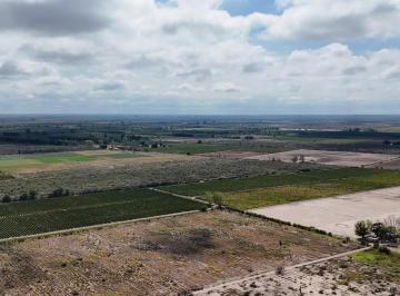 Campo · 400000ha · Venta de Finca 40 Has Calle La Florida, en El Mirador - Rivadavia, Mza
