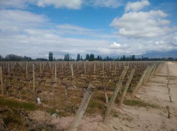 Campo · 174000ha · Finca Ideal Para Desarrollo en Venta en Calle Vieytes, a m de Ruta 60