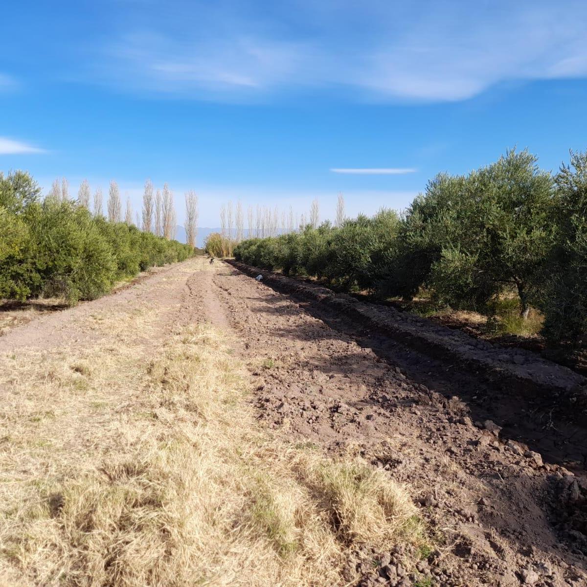 Campo en Lavalle, Mendoza - Calle Rodriguez, Lavalle, Mendoza