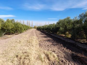 Campo · 60000ha · Campo en Lavalle - Mendoza - Calle Rodriguez
