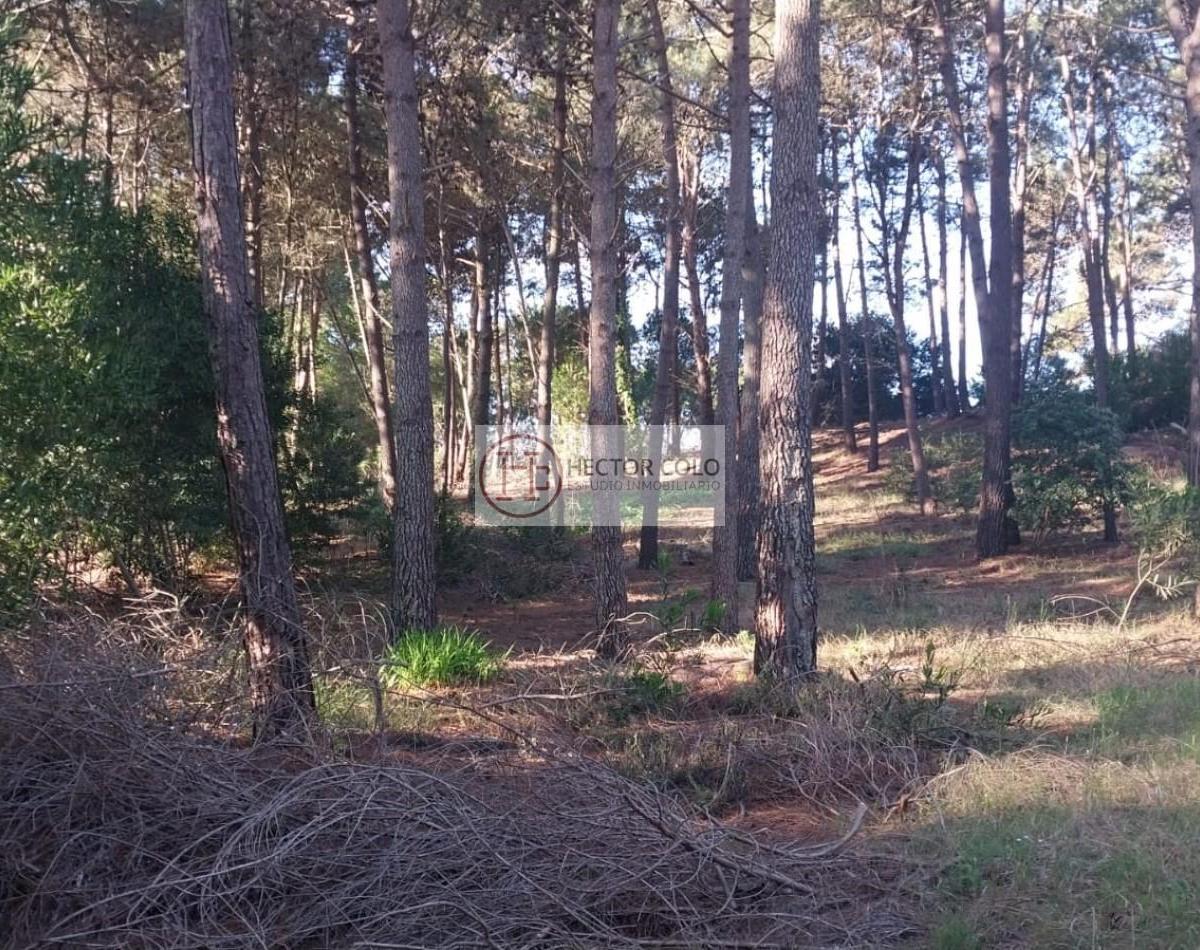 Cul De Sac Barlovento Pinamar, Pinamar, Buenos Aires, Argentina., Alamos, Pinamar
