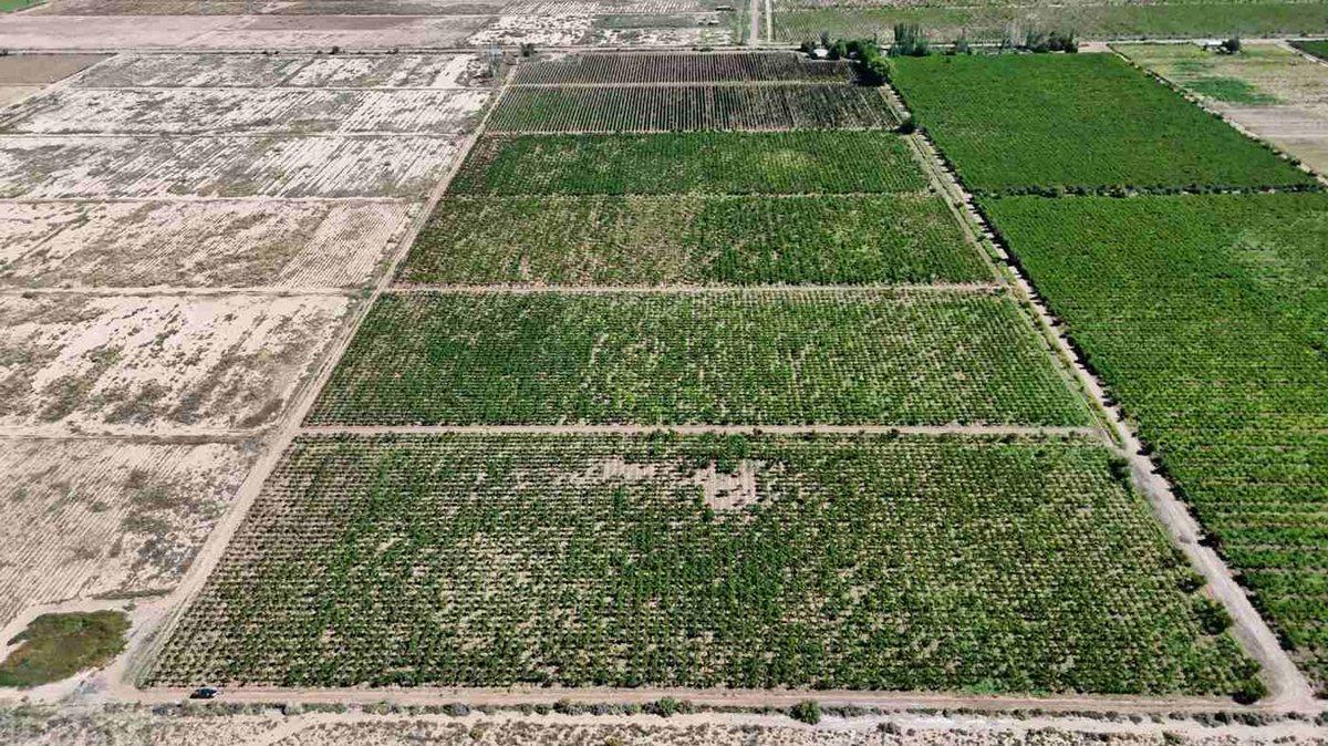 Avellaneda S/N, Fray Luis Beltrán, Mendoza