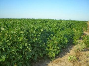 Campo · 14380000ha · Campo en Malbran