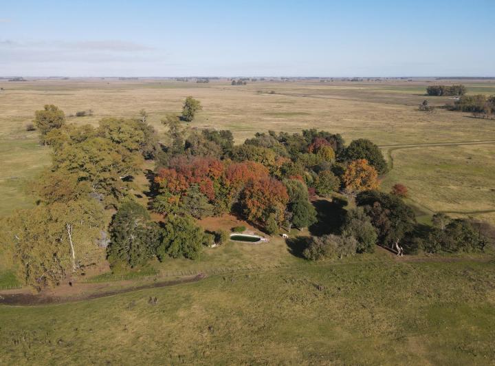 Campo · 110ha