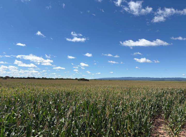 Terreno · 100ha