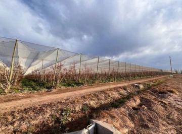 Campo · 115ha · Venta de Finca con Frutales de Carozo, San Martin