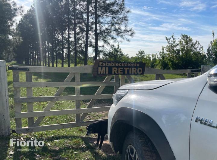 Campo · 240000ha