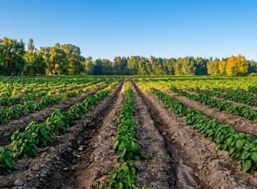 Terreno , Tunuyán · Hermosa Finca de 2 Hectáreas en Colonia Las Rosas