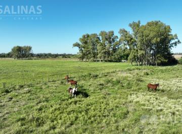 Campo · 30000ha · 3 Ha Chacra con Arboleda en Open Door