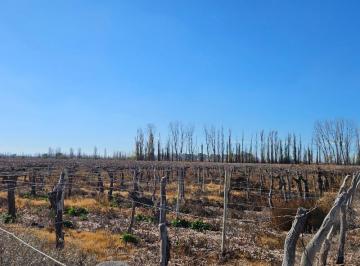 Campo · 530000ha · Finca en Venta - Gustavo Andre - Lavalle - Mendoza