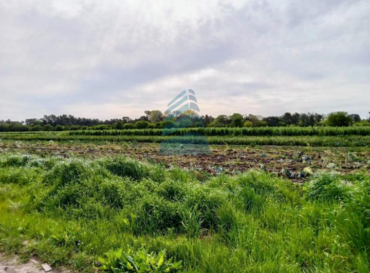 Campo · 16ha