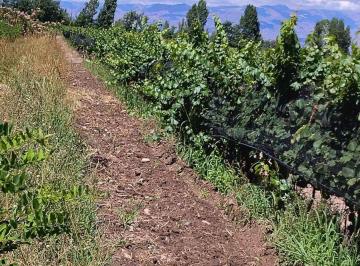 Terreno · 142000m² · Remax, Gran Oportunidad Vende Finca Produciendo.