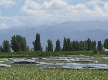 Campo · 3ha · Finca 3 Ha en Venta en La Consulta Valle de Uco