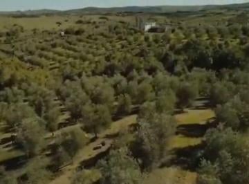 Campo · 43ha · Campo de 43 Ha con Plantacion de Olivos de