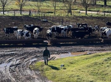 Campo · 191ha · Campo Mixto en Venta 194 Has, Ranchos, General Paz