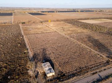 Quinta vacacional · 100m² · Venta Finca en Producción en Gargantini, Rivadavia, Mendoza