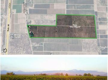 Campo · Finca Lujan de Cuyo