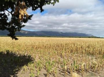 Campo , San Luis · Venta de Excepcional Campo de 40 Has Agrícolas Entre Villa del Carmen y El Sauce - San - Luis