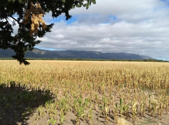 Campo · 40ha
