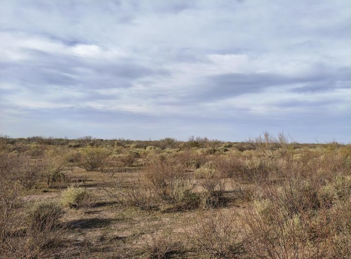 Campo · 38160000ha