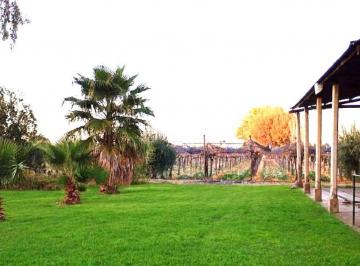 Campo , Junín · Venta Finca 20 Has Viñedos Junín Ideal Enoturismo