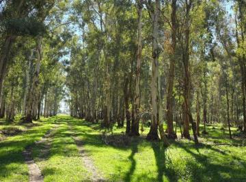 Campo , San Vicente · Venta de Campo 20 Ha en San Vicente Sobre Ruta 6 con 2 Propiedades