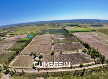 Campo · 830000ha · Extraordinaria Finca de 83 Ha de Viñedos, Durazno y Alfalfa