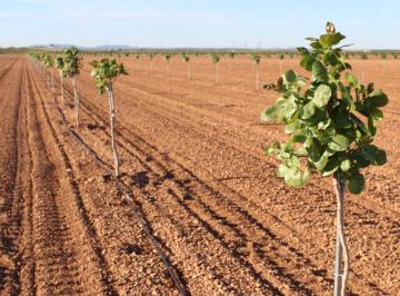 Terreno , San Martín · Proyecto de Pistachos en Ejecución en Mendoza