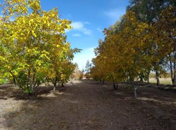 Casa · 127m² · 3 Ambientes · 1 Cochera · Finca con Vivienda y Produccion