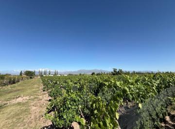 Campo · 45000m² · Finca en Perdriel Dos Fracciones en Venta de 1,5 y 3 Ha en Forma Individual o Conjunta