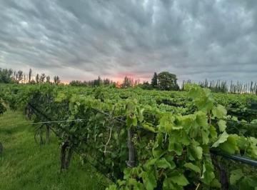 Campo · 55415ha · Finca con Viñedo en San Rafael