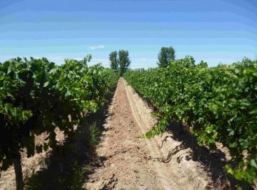 Terreno · 230000m² · Finca Productiva en Lujan de Cuyo