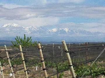 Terreno · 145000m² · Finca Vitivinicola Excelente Oportunidad!
