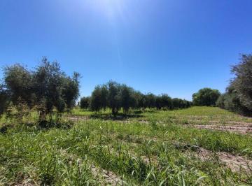 Terreno · 28000m² · Se Vende Terreno en Maipú, Mendoza