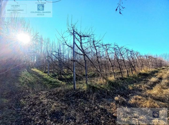Campo · 10000m²