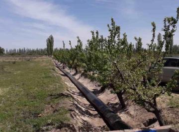 Campo , Real del Padre · Finca de 10 Ha en Venta en Real del Padre, Mendoza