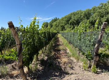 Campo · 25ha · Finca Ruta Provincial 16 - Carrizal del Medio