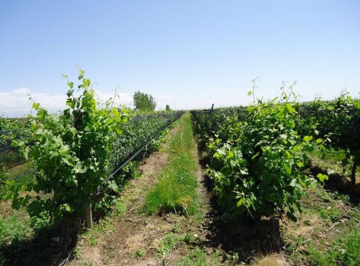 Campo · 470ha