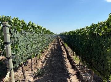 Campo · 198000m² · Finca de 20 Has en La Consulta a La Venta