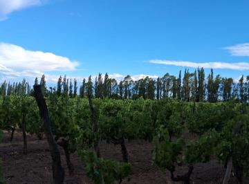 Cultivo en producción · Dueño Vende Finca