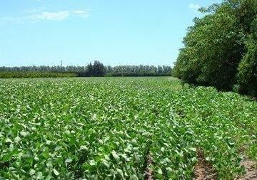 Campo · 10m² · Propiedades Rurales - Agricola - San Pedro