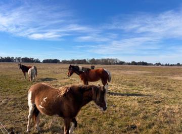 Campo · 50000m² · 1 Ambiente · Venta Campo 5 Hectáreas Croto Tapalque